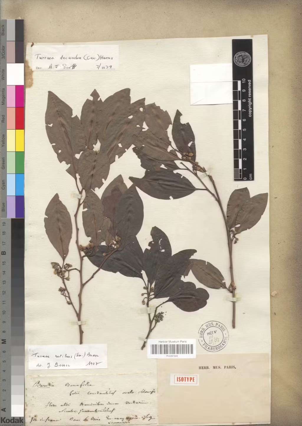 L’isotype, ou spécimen de définition de <em>Turraea rutilans</em>, à l’origine nommé <em>Baretia bonafidia</em> par Commerson. © Muséum national d’Histoire naturelle, Paris (France) Collection : Plantes vasculaires (P) Spécimen P00391569