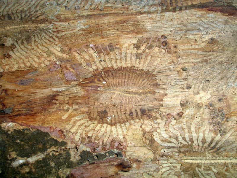 L'intérieur d'un arbre ravagé par les <em>bark beetles</em>. © L. Shyamal, Wikipedia 