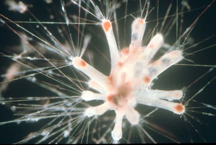 À eux seuls, les foraminifères constituent environ 10 % du zooplancton présent dans les 200 premiers mètres de profondeur des océans. © Ralf Schiebel, université d'Angers