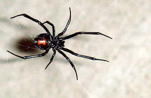 La femelle de la veuve noire est à peu près deux fois plus grosse que le mâle. Si elle a faim, elle peut le manger ! Une raison de plus pour les araignées mâles de choisir des femelles déjà rassasiées pour s’accoupler… © Chepyle, Wikimedia Commons, cc by sa 3.0