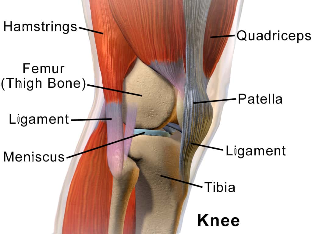  <br />Dans l'articulation du genou (<em>knee</em>), le ménisque (<em>meniscus</em>) est un disque qui sépare la cavité synoviale en deux. © Blausen.com staff,Blausen gallery 2014, Wikiversity Journal of Medicine, CC by 3.0