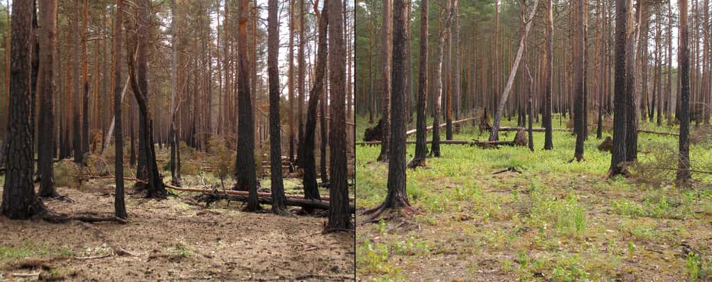 Deux photos prises 1 an (à gauche) et 2 ans (à droite) après l'incendie d'une forêt boréale en Estonie. Les pins, dont les branches basses tombent naturellement, ont résisté aux flammes qui ne sont pas montées jusqu'aux branches porteuses d'aiguilles. Ces organes essentiels à la survie de l'arbre n'ont ainsi pas été endommagés, et le tronc n'est carbonisé qu'en surface, grâce à une écorce épaisse. © Hannu, Wikimedia Commons