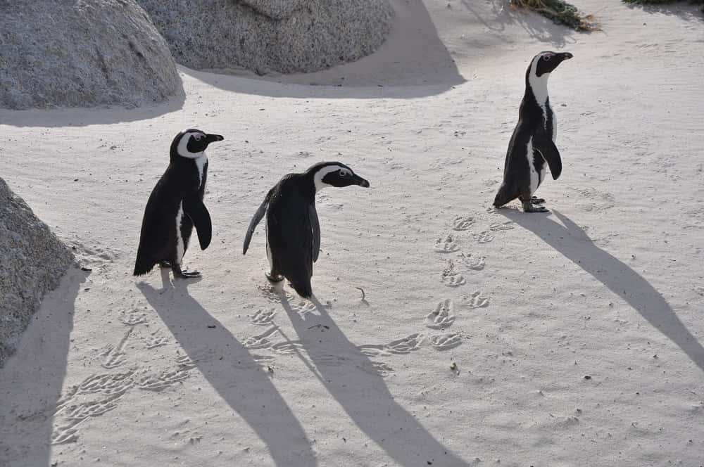 « <em>Boulders Beach Penguins</em> », la photo gagnante chez les jeunes photographes. © Louise Pask