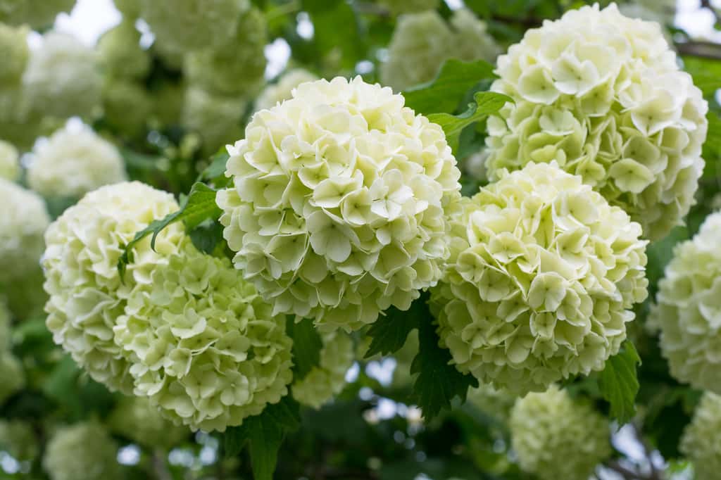 L'arbuste boule de neige peut atteindre trois à quatre mètres. Ses fleurs sphériques sont du plus bel effet. © iryna_l, Adobe Stock