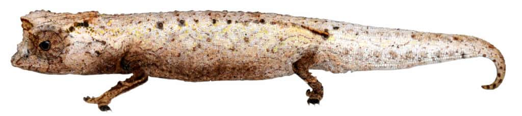 Specimen de Brookesia nofy ©MiguelVences/ViaZooTaxa