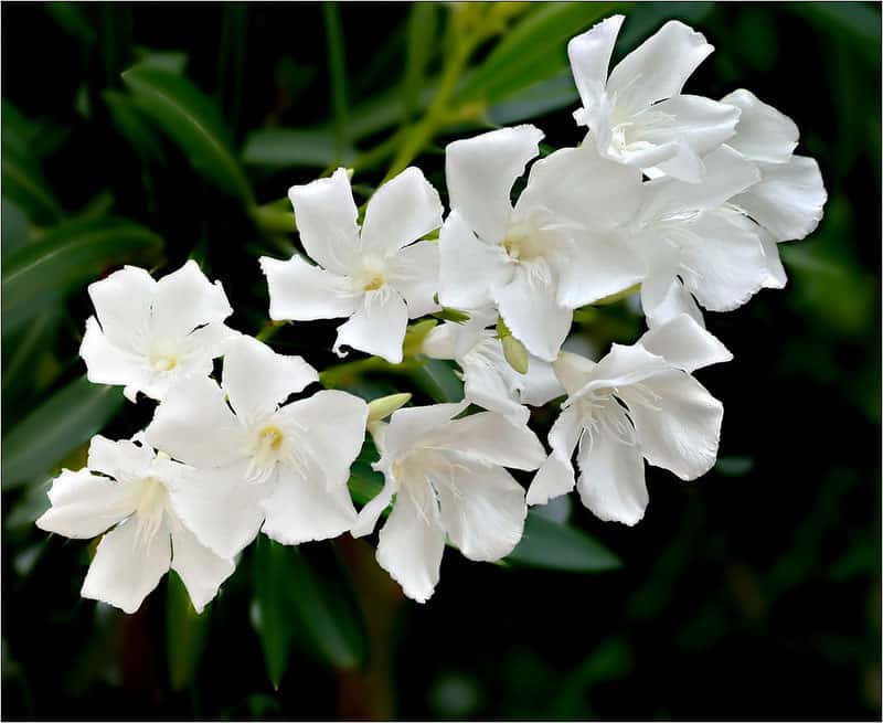 Luminosité avec la floraison blanche de certaines variétés de laurier-rose. © C-Surely Shirly, Domaine Public