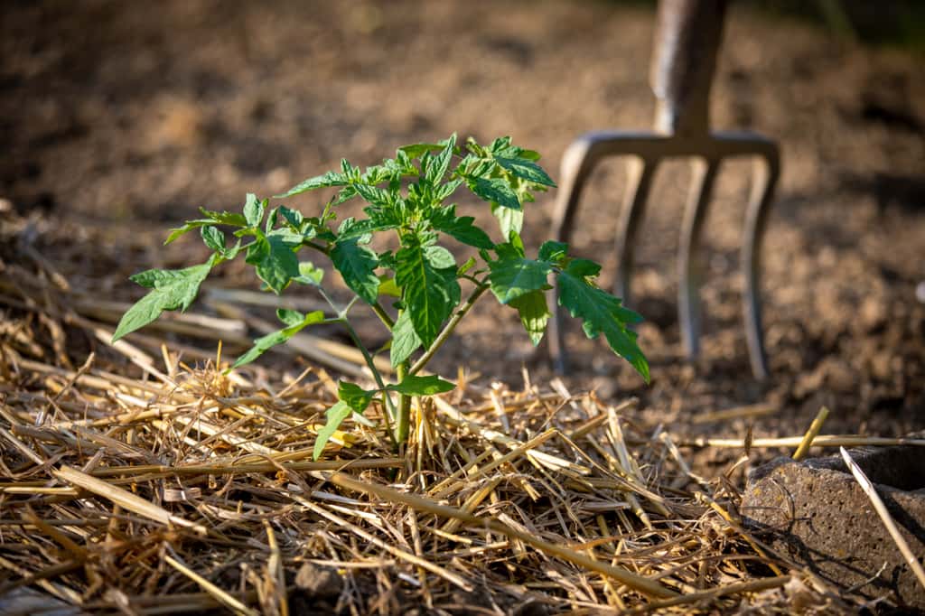 Le paillage est aujourd'hui indispensable dans son jardin pour s'adapter au changement climatique. © Thierry RYO, Adobe Stock