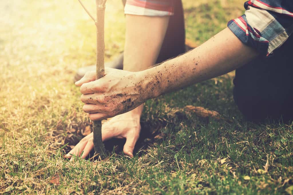 Plantez des arbres, ils seront pleinement bénéfiques à votre jardin ! © ronstik, Adobe Stock