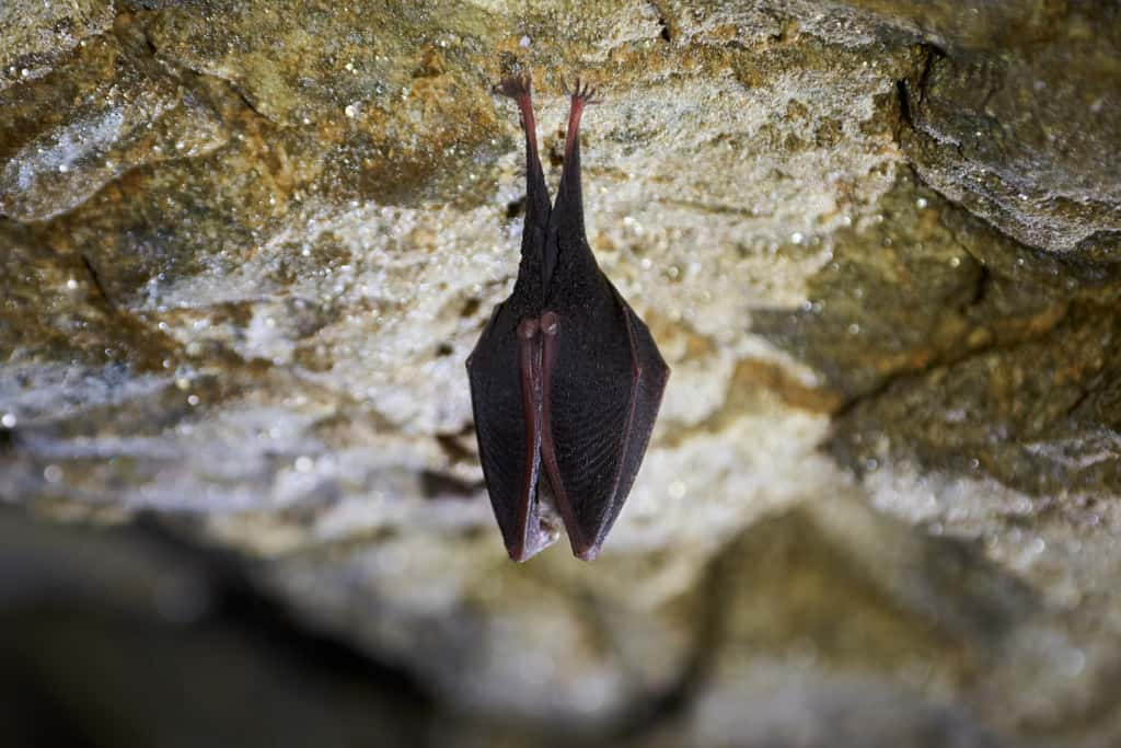 Les chauves-souris passent la majeure partie de leur vie la tête en bas et sans efforts ! ©Adrian, Adobe Stock