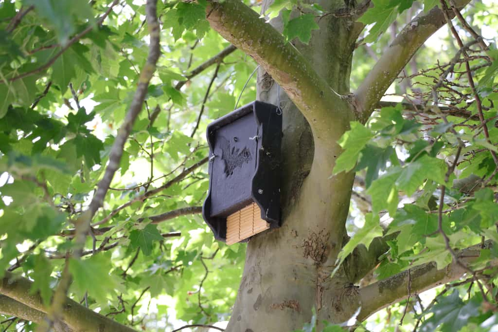 Les chauves-souris peuvent trouver refuge dans un nichoir fait maison ! © Nono&Jessi, Adobe Stock