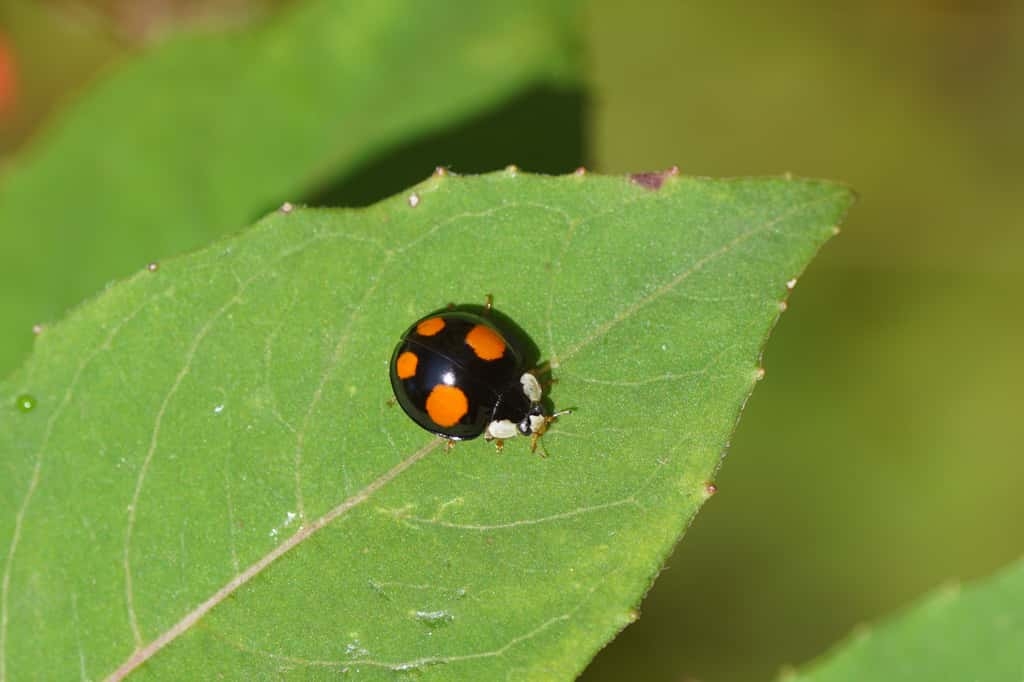 La robe de la coccinelle asiatique peut être très distincte d'un individu à l'autre. © Thijs de Graaf, Adobe Stock