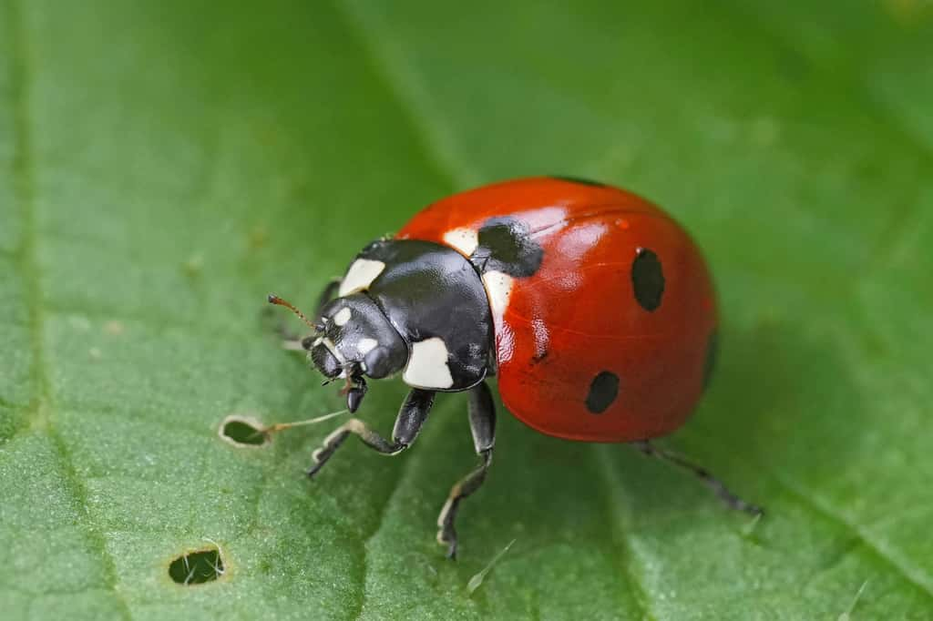 Une des espèces de coccinelle européenne possède 7 points noirs sur une robe rouge vif. © Henk, Adobe Stock