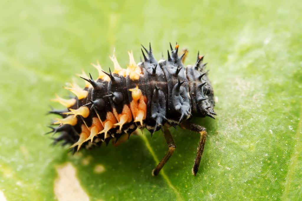 La larve de la coccinelle asiatique se reconnaît aisément à ses petits plumeaux noirs et orange. © zhang yongxin, Adobe Stock