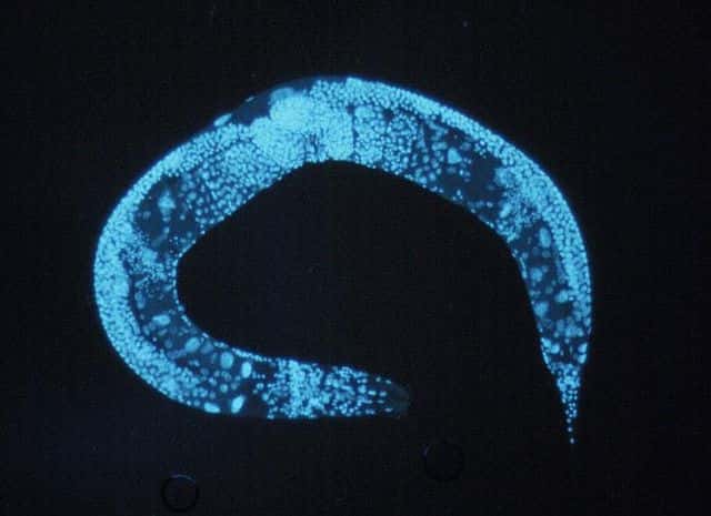 Le petit ver C. elegans est un modèle d’étude sur les rapports entre restriction calorique et faible vieillissement. © NIH, Wikimedia Commons, DP