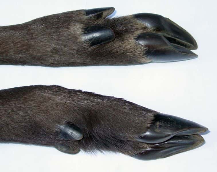 La patte du chevreuil se termine par un sabot fendu composé de deux doigts, avec deux ergots en arrière. © Joachim Bäcker, Wikimedia Commons, DP