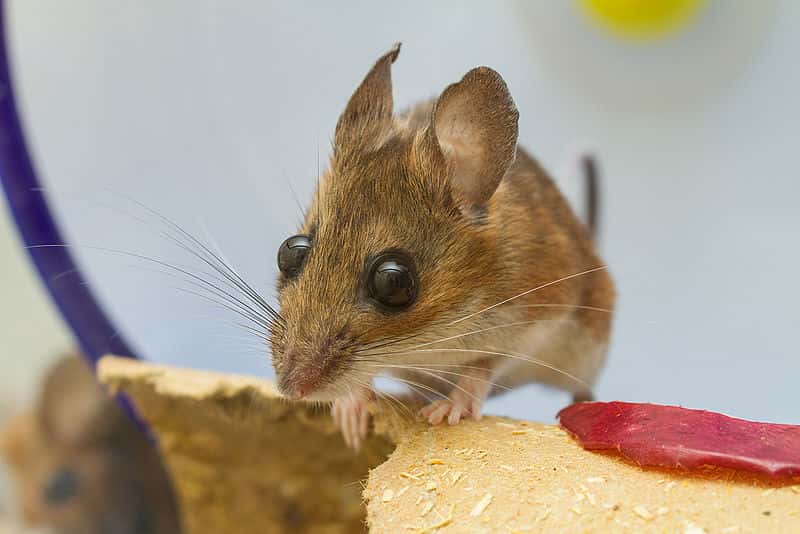 La souris à pattes blanches, répandue en Amérique du Nord, possède de grands yeux. © Charles Homler, Wikimedia Commons, cc by sa 3.0
