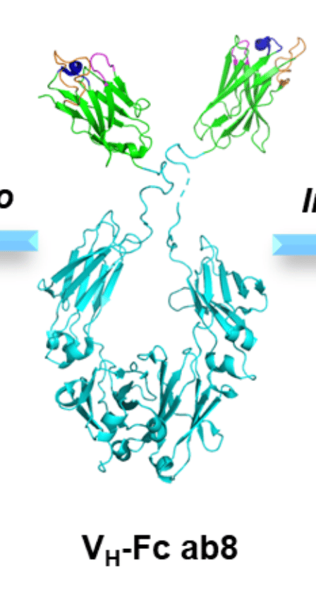 Structure tridimensionnelle de VH-Fc ab8, la partie bleue est le fragment constant de l'IgG et la partie verte le domaine variable de la chaîne lourde sélectionné par <em>phage display</em>. © Wei Li et al. <em>The Cell</em>