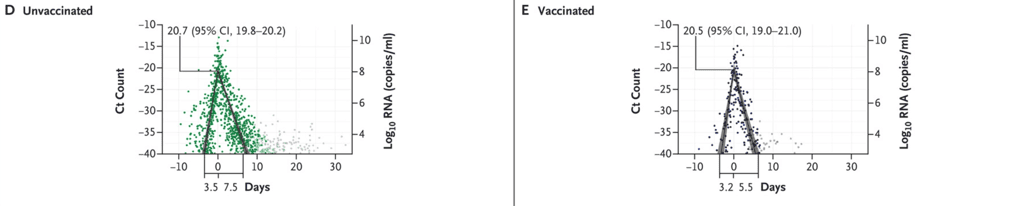 Chez les non-vaccinés, le virus persiste plus longtemps dans le corps que chez les vaccinés. En revanche, l'intensité du pic de réplication du coronavirus est le même. © Stephen M. Kissler et al. The NEJM