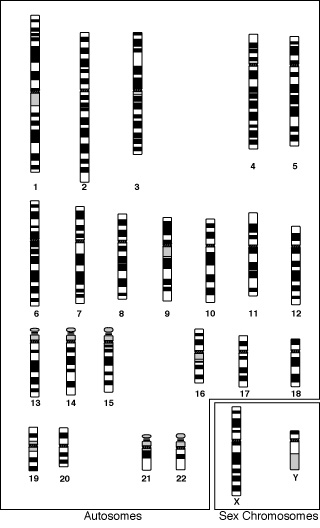  Les autosomes portent les gènes spécifiques situés sur des loci bien précis (représentés ici par des bandes) © Us Gov Wilimedia commons, domaine public