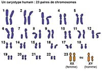 Représentation d'un caryotype humain, composé de 46 chromosomes. © INSHEA - Institut national supérieur formation et recherche - handicap et enseignements adaptés