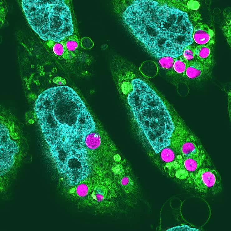 Les cellules de hamster ont bien intégré les chloroplastes fonctionnels (ici, en magenta). © R. Aoki, Y. Inui, Y. Okabe et <em>al</em>., 2024/ <em>Proceedings of the Japan Academy</em>