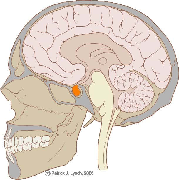 L'hypophyse, de couleur orange sur ce dessin, est une glande endocrine, donc productrice d'hormones. Elle est directement connectée à l'hypothalamus, ici représenté comme une sorte de serpentin s'évasant vers le haut. Sous le contrôle du cerveau, hypothalamus et hypophyse régulent plusieurs fonctions de l'organisme. © Patrick J. Lynch / Licence Creative Commons