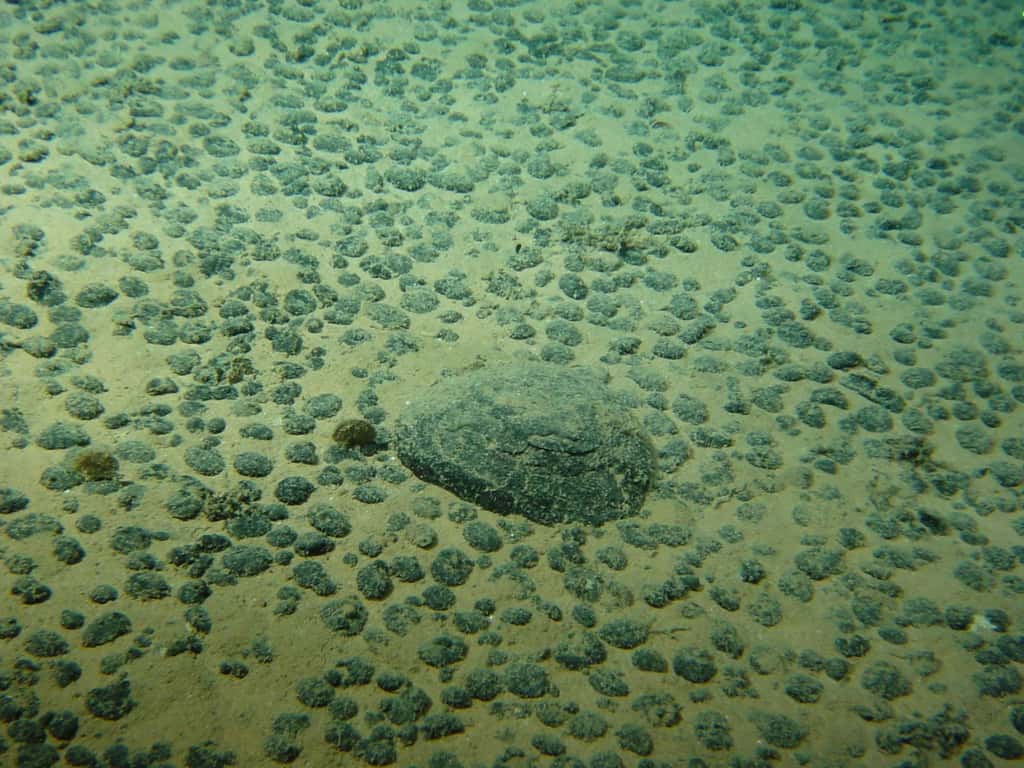 Les nodules polymétalliques se trouvent au fond des océans, dans les profondeurs dites « abyssales », entre 4 000 et 5 000 mètres de profondeur. Sortes de gros galets qui agrègent les minerais présents dans l’eau, ils sont formés à partir de la précipitation des hydroxydes de fer et de manganèse sous forme des couches concentriques autour d’un noyau. Ce noyau peut être microscopique, mais parfois il peut s’agir d’une coquille ou d’une dent de requin. L’intérêt des nodules polymétalliques est leur richesse en métaux (manganèse, fer, cobalt, zinc, nickel) très utilisés dans l’industrie. Ils sont donc une ressource minière potentielle. Cependant, ce n’est pas sans conséquence sur la faune et la flore marine et les risques de pollution environnementale sont importants.La campagne Nodinaut s'est déroulée à bord de l'Atalante avec le submersible Nautile du 17 mai 2004 (Manzanillo) au 28 juin 2004 (Nouméa). L'objectif de cette campagne était d'acquérir des connaissances de base sur l'état naturel des communautés benthiques peuplant les deux principales zones de permis minier françaises (Est et Ouest) dans l'océan Pacifique, ainsi que sur les caractéristiques de leur habitat, afin d'établir un état de référence pour l'étude de l'impact potentiel d'une éventuelle exploitation des nodules. © CC BY 4.0, Ifremer. Ifremer (2004). Nodules polymétalliques observés lors de la campagne Nodinaut.