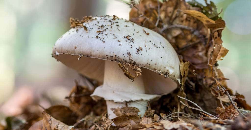 Une étude recommande aux hommes de plus de 50 ans de consommer des champignons pour prévenir le cancer de la prostate. Ici, le rosé des prés (<em>Agaricus campestris</em>). © Jolanda Aalbers, Shutterstock