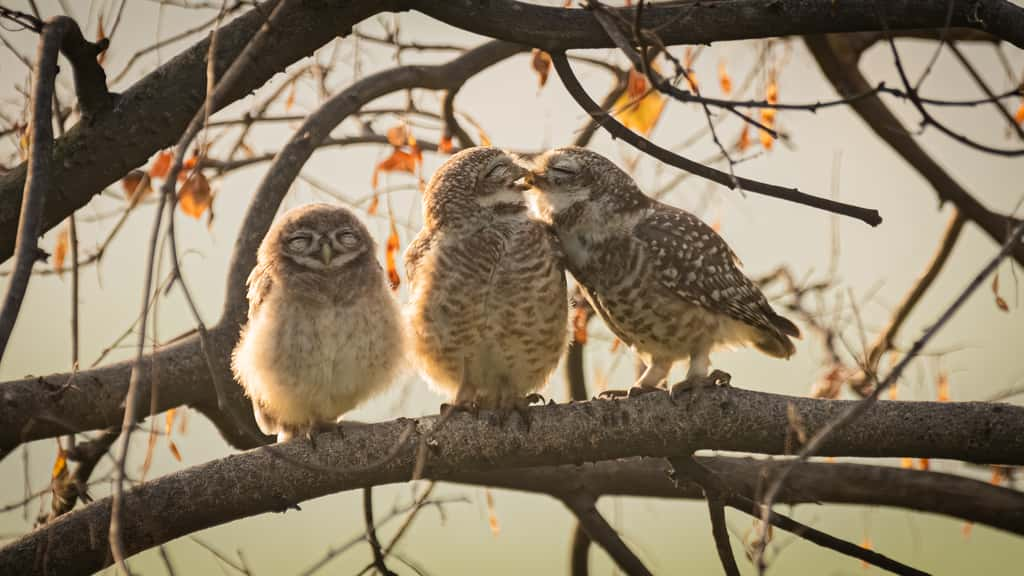 Chevêche brame, Gurgaon, Inde. © Sarthak Ranganadhan, Nikon Comedy Wildlife