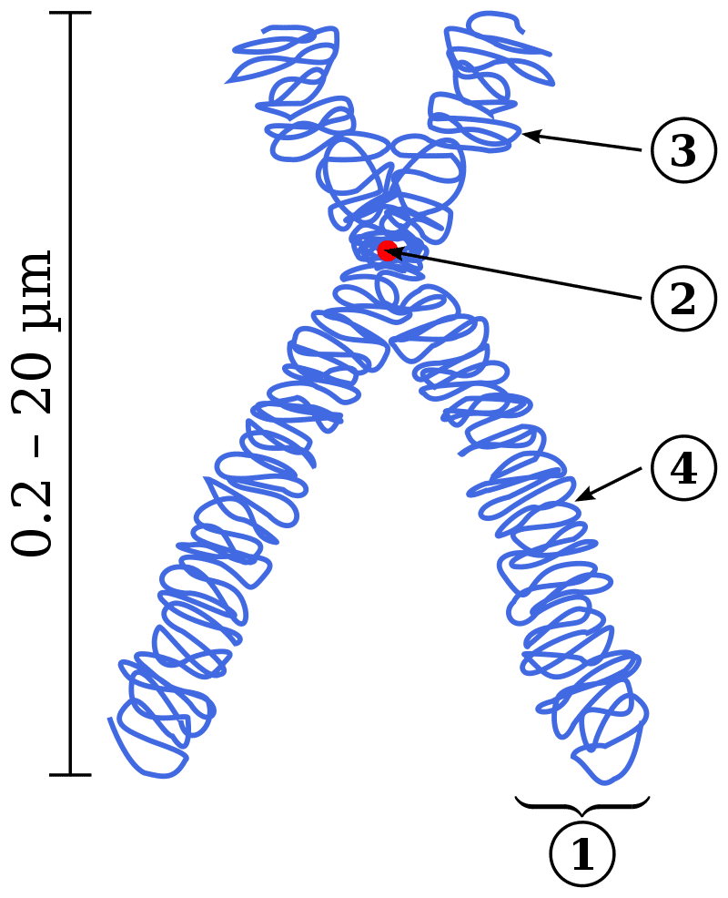 Aspect très condensé de l'ADN dans un chromosome: 1. chromatide 2. centromère 3 et 4 Bras du chromosome© Magnus Manske, Wikimedia commons CC BY-SA 3.0