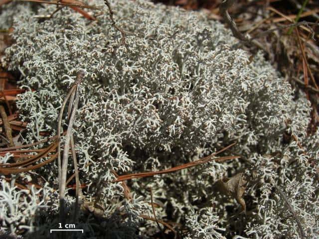 Ce lichen, <em>Cladonia rangiferina</em>, est communément appelé "<i>renlav"</i> en suédois, ce qui signifie "lichen des rennes". © Jason Hollinger