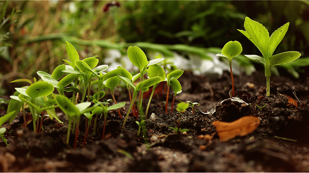 La tourbe est une matière organique végétale aux multiples vertus. © WhisperingJane_ASMR by Pixabay