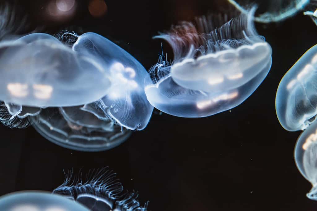 Il est rare d'avoir des images de ces créatures abyssales. Les grands fonds marins sont des environnements difficiles d'accès en raison des conditions de températures et de pression qui y règnent. Ils sont seulement trois à avoir exploré le point le plus profond connu. © Vladvictoria, Pixabay