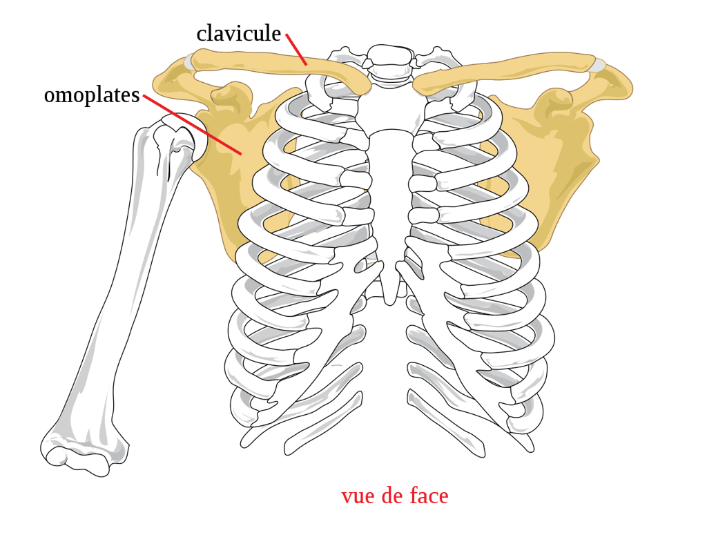 La ceinture scapulaire est responsable du positionnement des mains et de la stabilité des bras. © Google Public Domain 