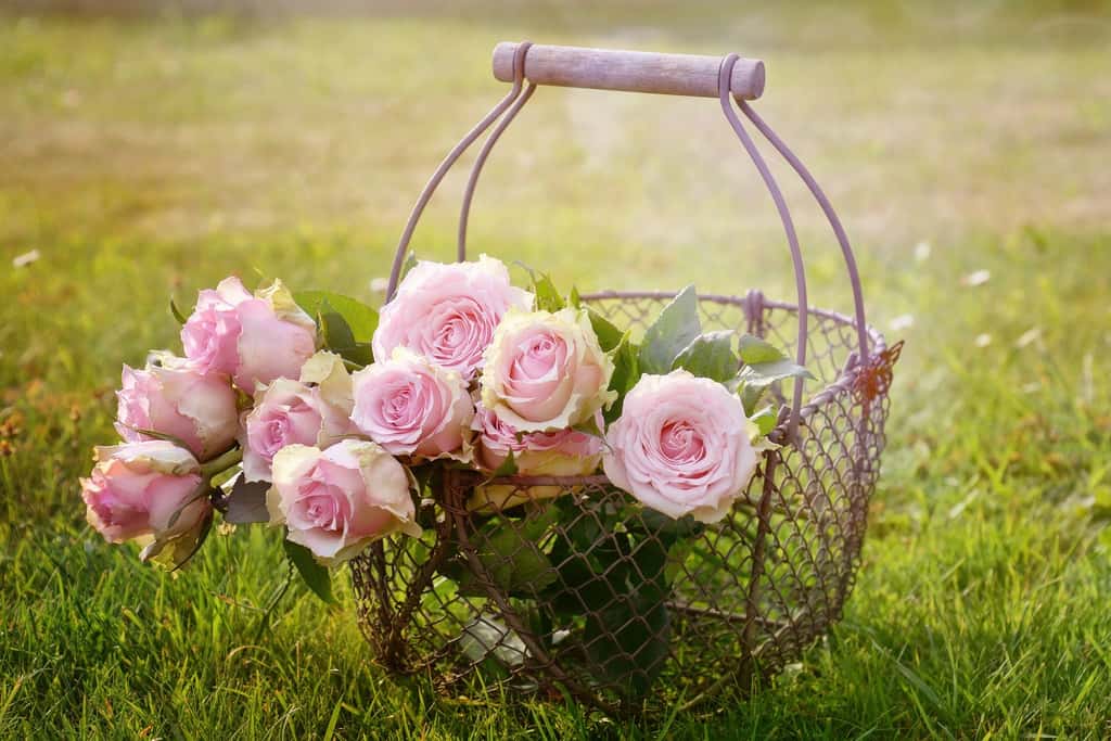 L'hydrolat de rose est utilisé depuis des siècles par nos ancêtres. © castleguard, Pixabay