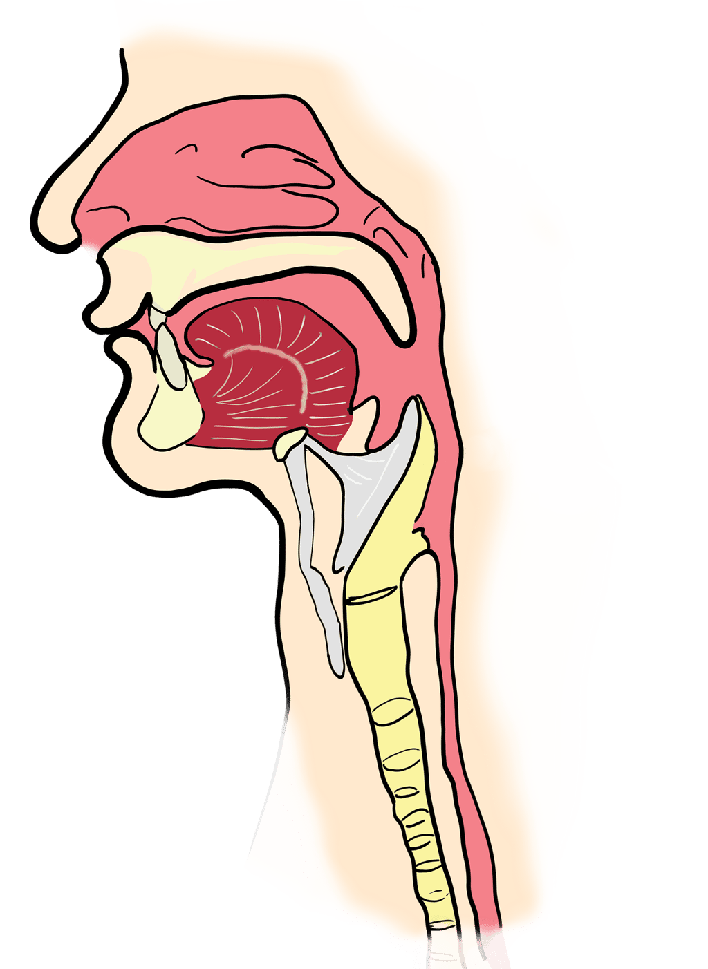 L’œsophage est un organe du système digestif qui se situe entre le pharynx et l’estomac et s’étend sur 25 centimètres. © OpenClipart-Vectors, Pixabay