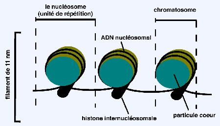 Un nucléosome. @ AtlasGeneticsOncology