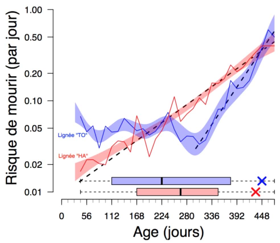 Les trajectoires de mortalité (ici, le risque de mourir par jour) des deux lignées de collembole, TO et HA. La lignée TO, en bleu, commence à vieillir beaucoup plus tardivement que la lignée rouge mais souffre d’une mortalité de base plus élevée. Son espérance de vie (le centre des barres horizontales) est ainsi réduite par rapport à la lignée HA qui, elle, commence à vieillir beaucoup plus tôt, mais plus lentement. © François Mallard