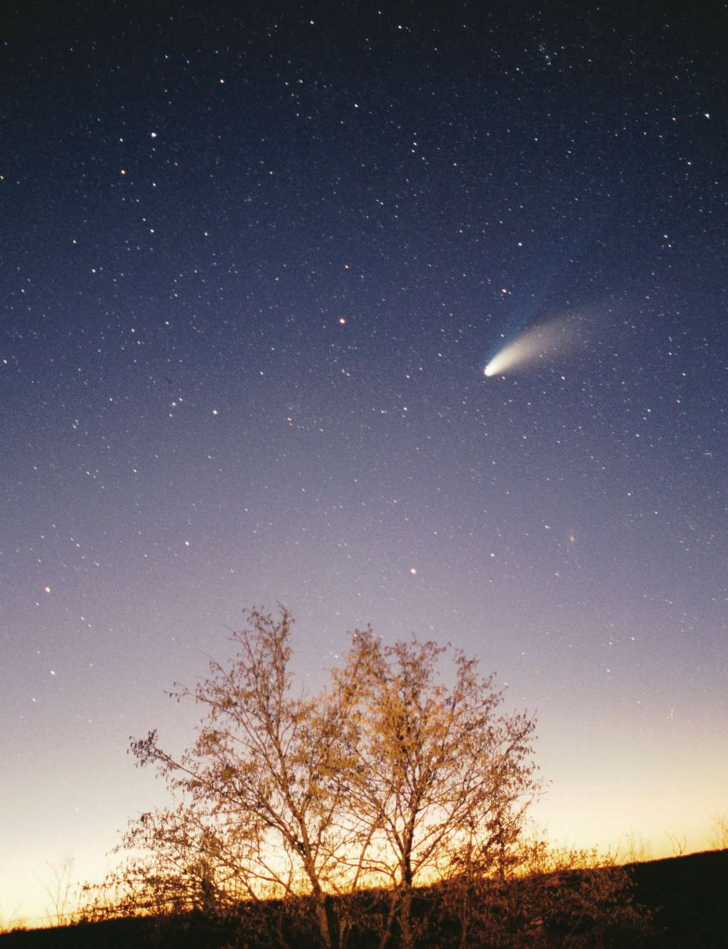 Photographie de la comète Hale-Bopp, prise en mars 1997, dans la région de Pazin (Croatie). Cette photo a eu le prix ​​de l'Image. L'arbre était illuminé par une lampe-torche. © Philipp Salzgeber, <em>Wikimedia Commons</em>, CC by-sa 2.0-AT