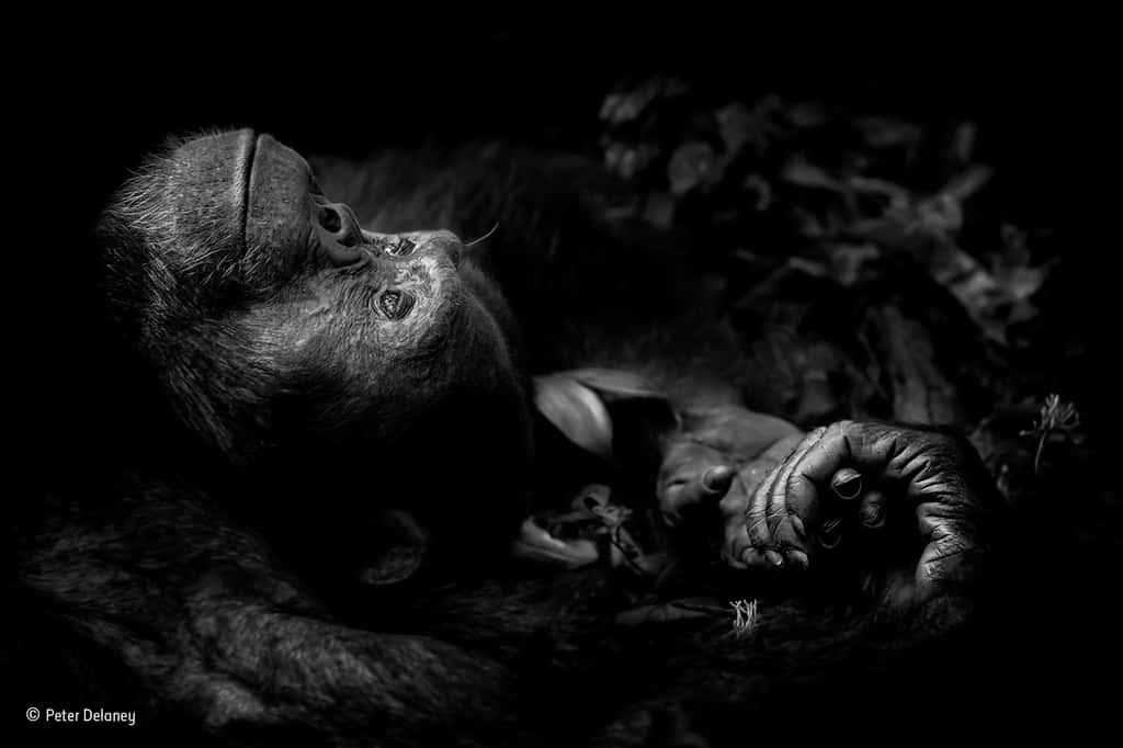 Totti, un chimpanzé qui semble mélancolique. © Peter Delaney, <em>2017 Wildlife Photographer of the Year</em>