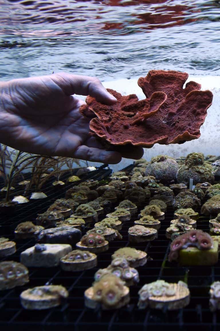 Ces coraux sont à vendre, mais c'est pour la bonne cause… © Anne-Christine Poujoulat, AFP Photo