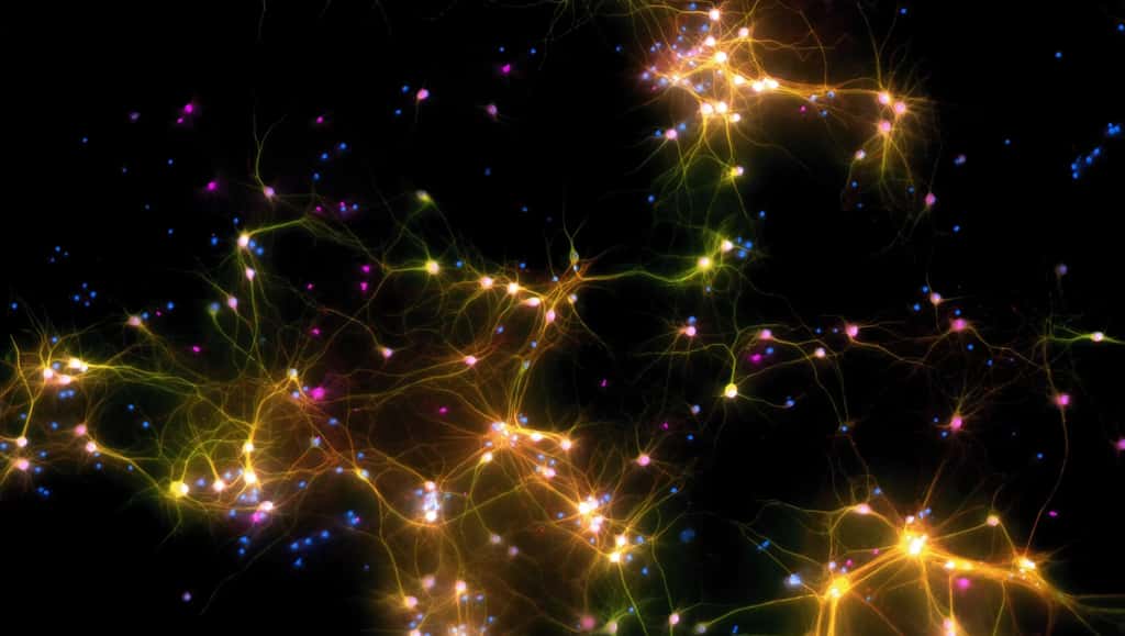La puce Dishbrain comporte des centaines de milliers de cellules cérébrales humaines et animales cultivées en laboratoire. © Cortical Labs