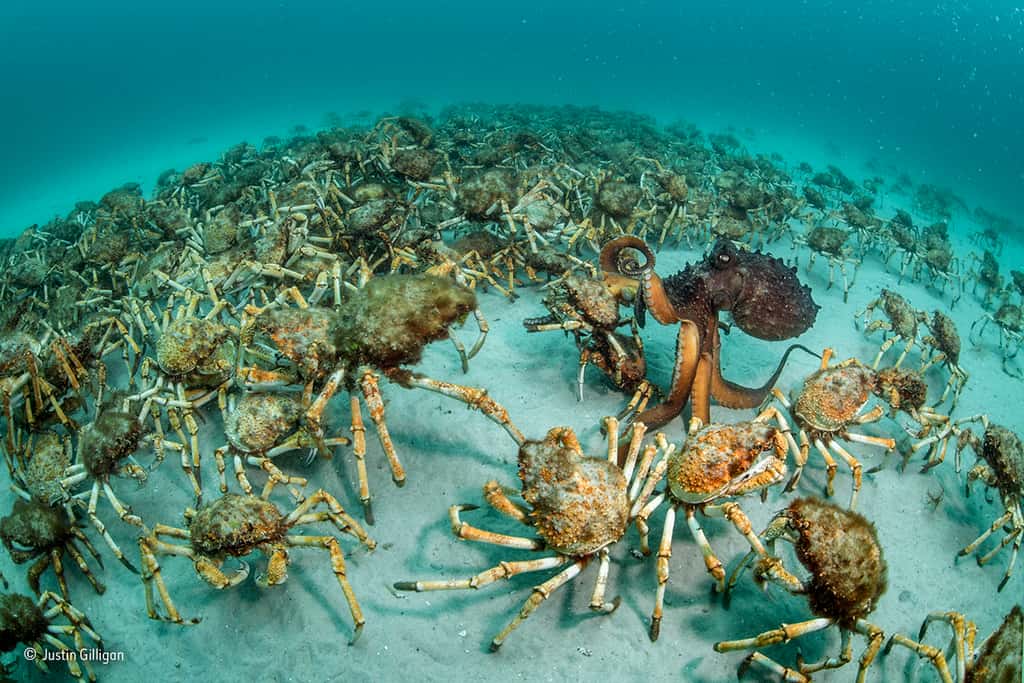 Un poulpe parmi des dizaines de crabes. © Justin Gilligan, <em>2017 Wildlife Photographer of the Year </em>