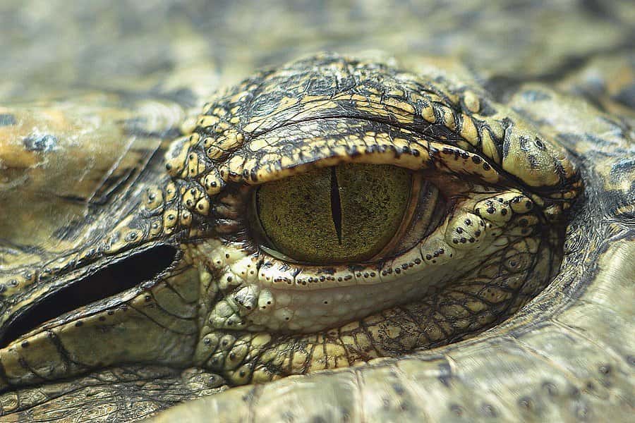 Derrière cet œil se cache un crocodile de Siam (<em>Crocodylus siamensis</em>), un crocodilien de trois mètres de long qui apprécierait les pastèques. © Giuss95, Flickr, cc by nc sa 2.0