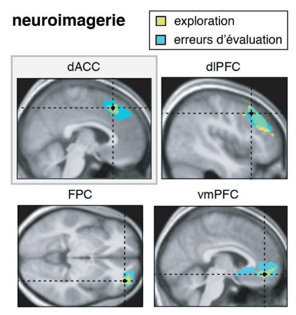 L'activité du cortex cingulaire antérieur, une région impliquée dans la prise de décision, fluctuait avec les erreurs d'évaluation des participants. © Inserm