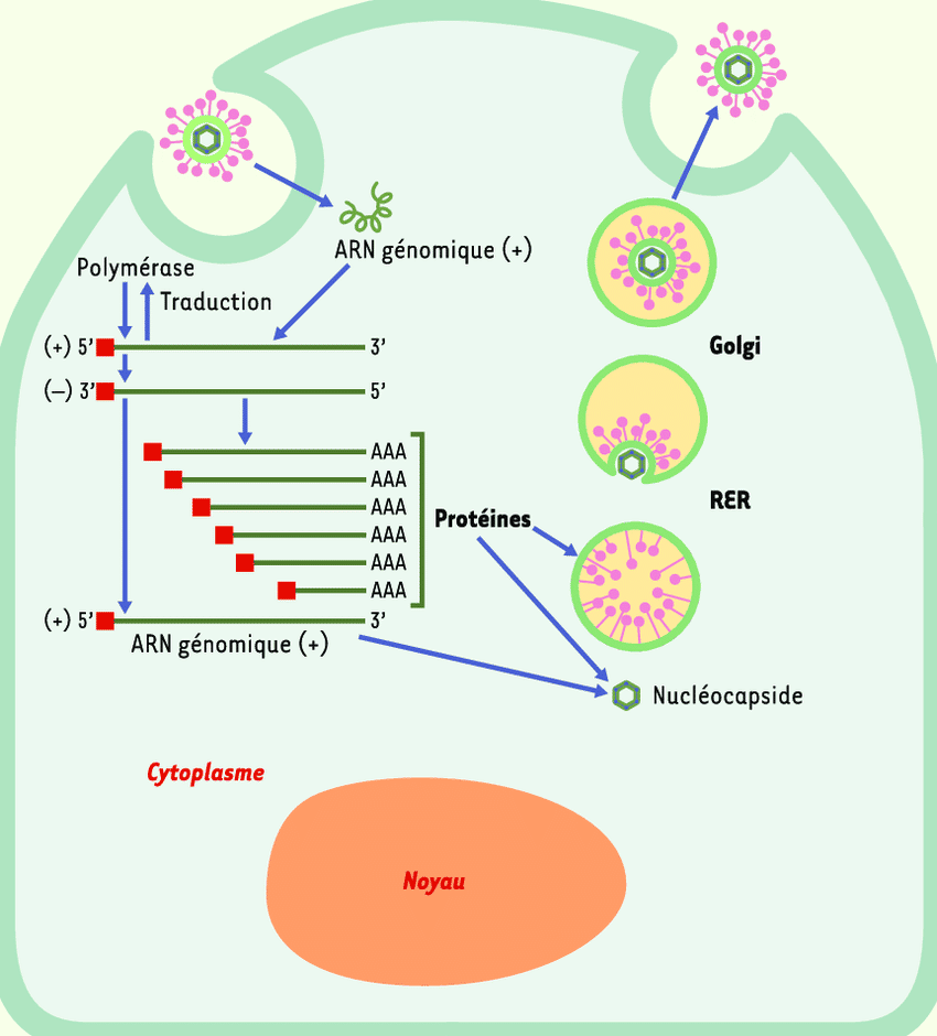 Le cycle infectieux d'un coronavirus. Le virus entre dans la cellule et libère son ARN génomique de polarité positive. Celui-ci est répliqué en deux brins : un brin de polarité positive qui sera encapsidé dans les virions et un brin de polarité négative qui servira de matrice à la synthèse des protéines virales. Le virus s'assemble dans le réticulum endoplasmique rugueux et est transporté vers la membrane plasmique par une vésicule golgienne. Il bourgeonne et infecte une nouvelle cellule. © Isabelle Tratner, <em>ResearchGate</em>
