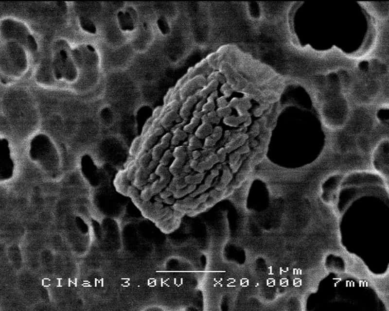 Les cellules nanophytoplanctoniques à faible fluorescence, ou LFNano, sont très abondante dans le golfe de Gabès. Manifestement peu broutées par les prédateurs, elles prospèrent dans les eaux récemment envahies. © Serge Nietsche