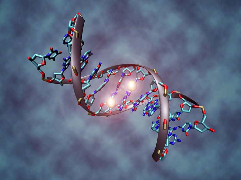La méthylation de l’ADN correspond à l'ajout d'un groupement méthyle sur un nucléotide. © Christoph Bock (<em>Max Planck Institute for Informatics</em>), <em>Wikimedia Commons</em>, cc by sa 3.0
