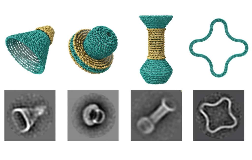 Ces nanostructures ne sont pas plus grosses que des virus. Elles ont été construites grâce à un logiciel qui propose un modèle (en haut), qui sera ensuite reproduit à échelle microscopique avec des brins d'ADN (en bas, images obtenues avec un microscope électronique). © <em>Arizona State University</em>