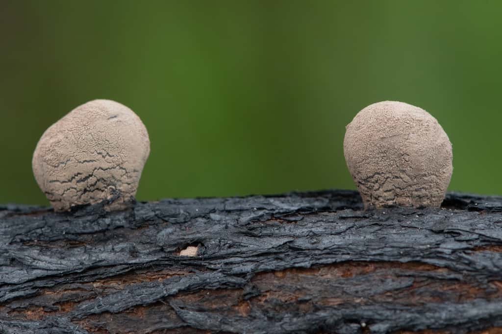 Le champignon <em>Daldinia caldariorum</em> ne produit son organe de production des spores et n’achève ainsi son cycle de reproduction sexuée que sur du bois d’ajonc brûlé. © Yann Sellier